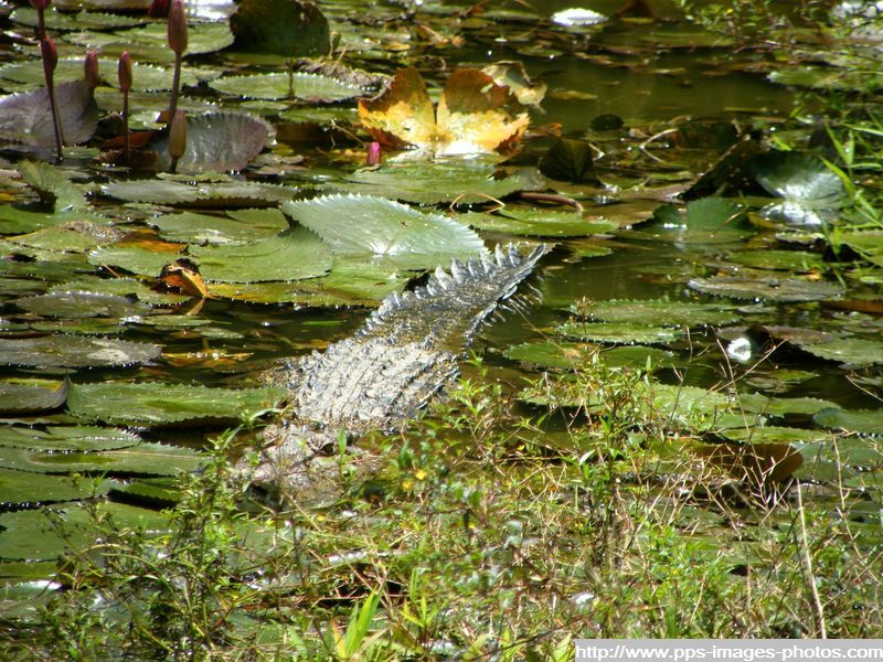 crocodile