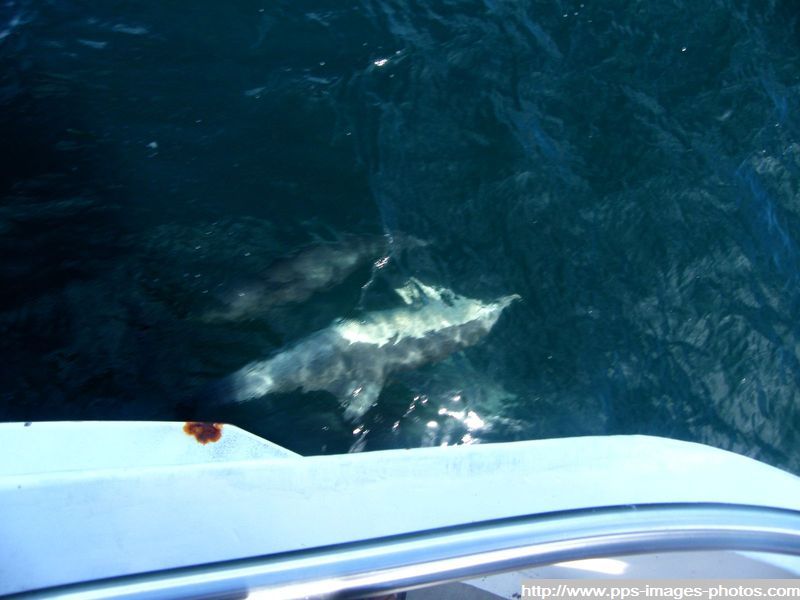 dauphin_sud_walles_australie_261