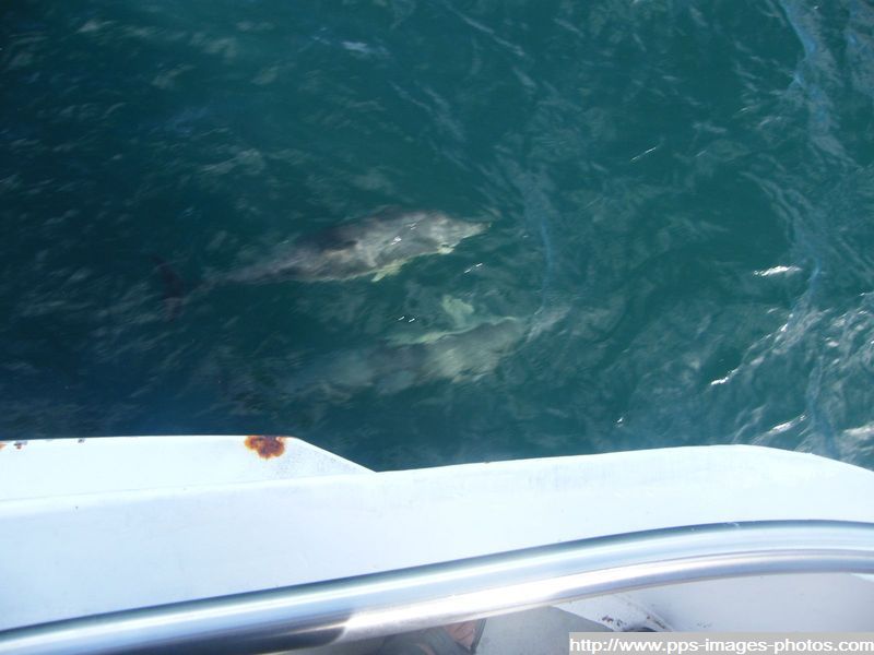 dauphin_sud_walles_australie_263