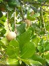 cliquez ici pour voir l'image (abricot_guadeloupe.jpg)