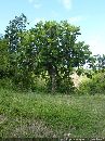 cliquez ici pour voir l'image (arbre_a_pain_01.jpg)