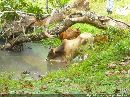 cliquez ici pour voir l'image (boeuf_de_guadeloupe_04.jpg)