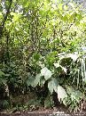 cliquez ici pour voir l'image (en_foret_tropicale_05.jpg)