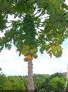 cliquez ici pour voir l'image (goyave_01.jpg)