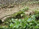 cliquez ici pour voir l'image (iguane_01.jpg)