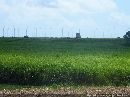 cliquez ici pour voir l'image (plantation_de_canne_02.jpg)