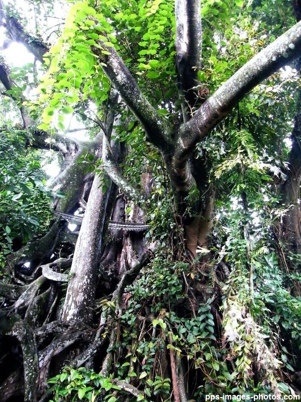 circuit_autour_de_bali_00068