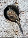 cliquez ici pour voir l'image (moineau.jpg)