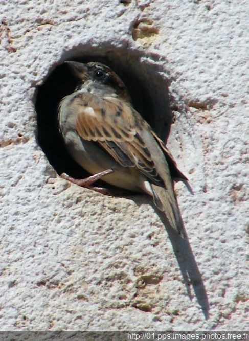 moineau