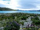 cliquez ici pour voir l'image (lake-tokapo_0007.jpg)
