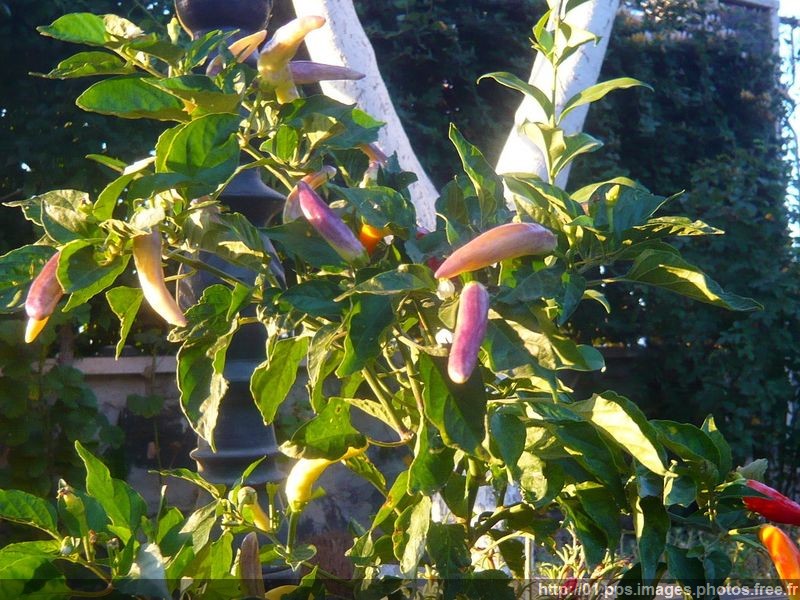 piment