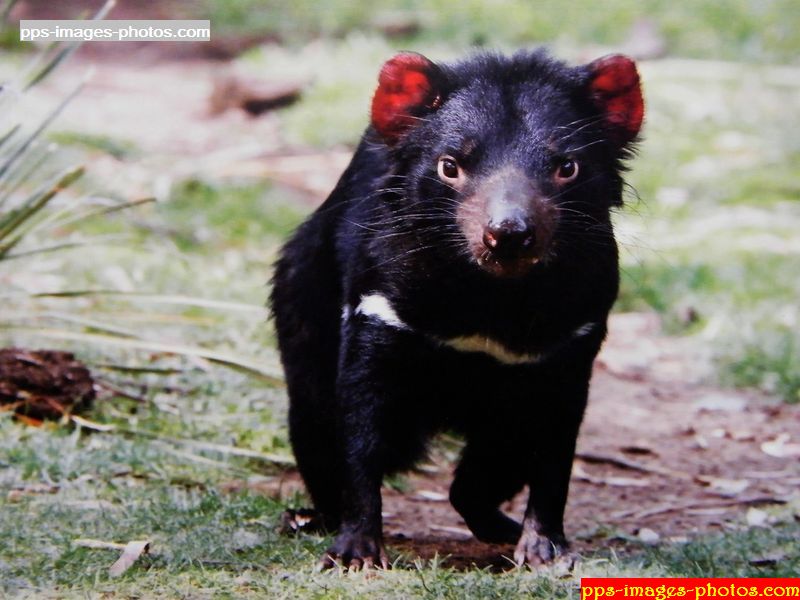 diable_de_tasmanie