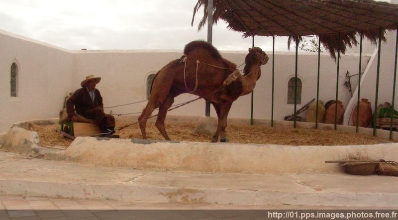 egrenage_du_ble_tunisie