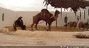 cliquez ici pour voir l'image (egrenage_du_ble_tunisie.jpg)