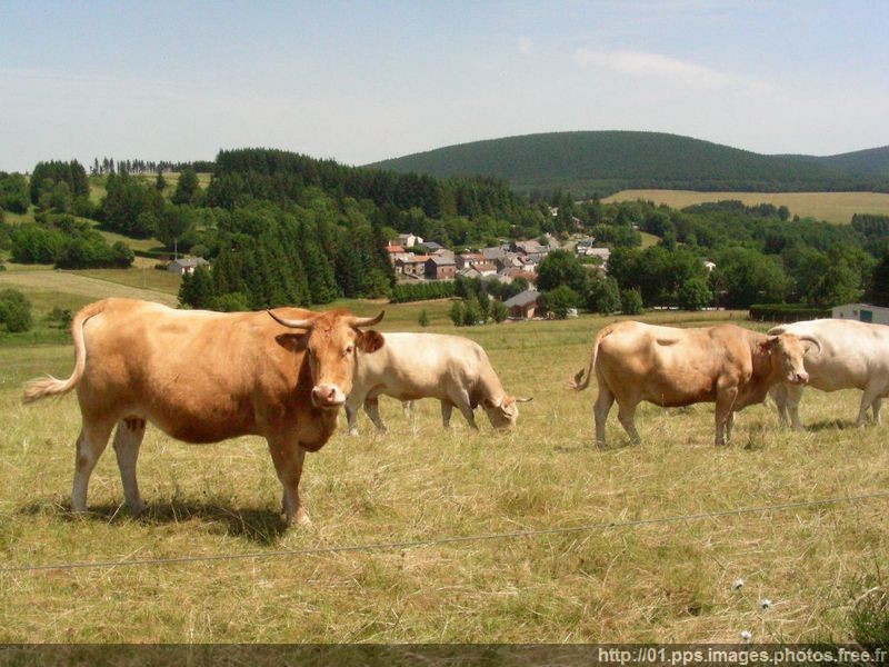 vache_01