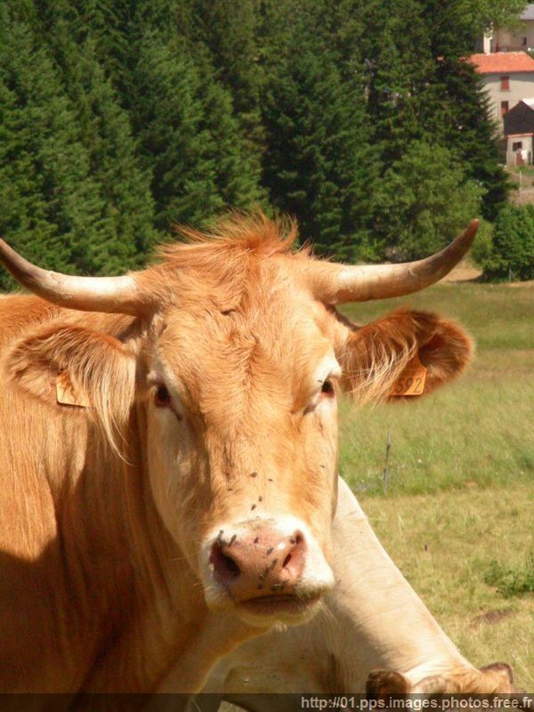vache_02