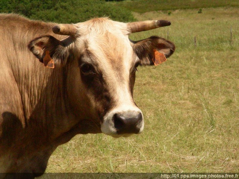 vache_03