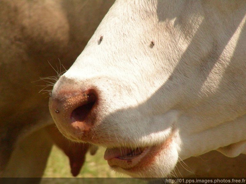 vache_06
