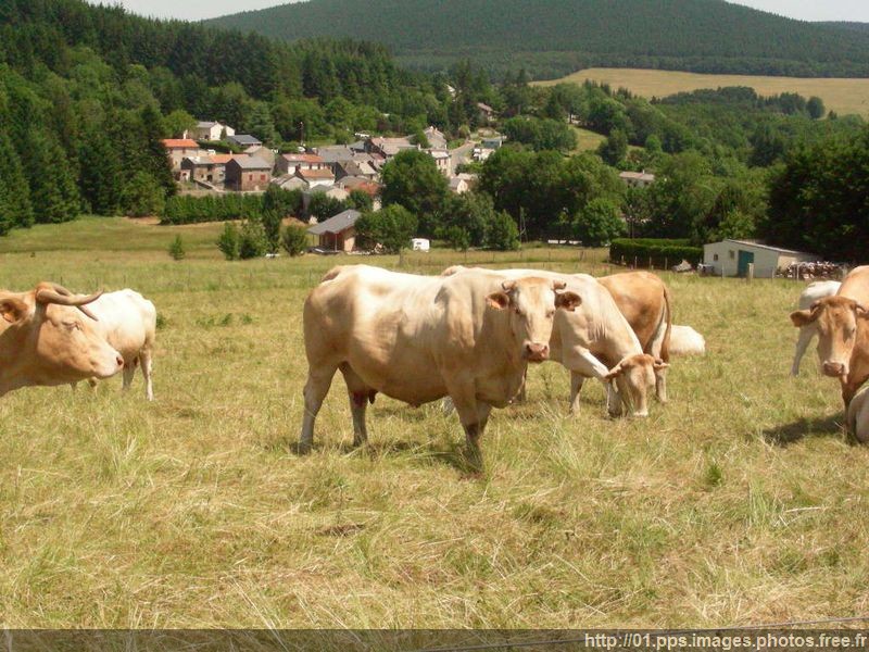 vache_07