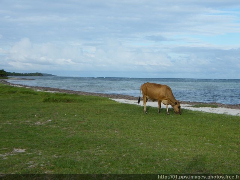boeuf_de_guadeloupe_02