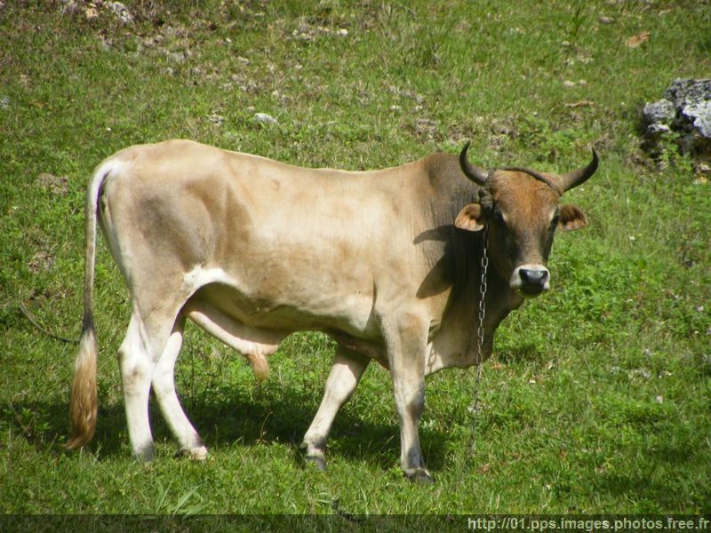 boeuf_de_guadeloupe_03