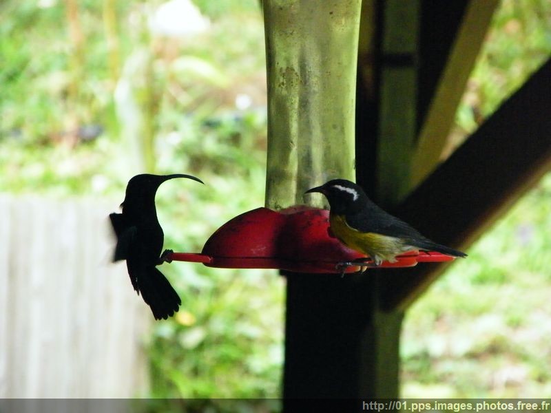 colibri