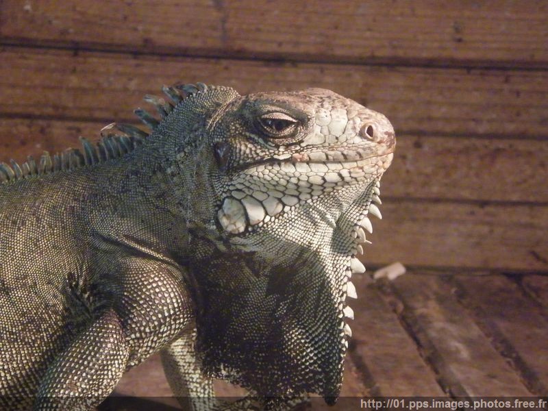 iguane_02