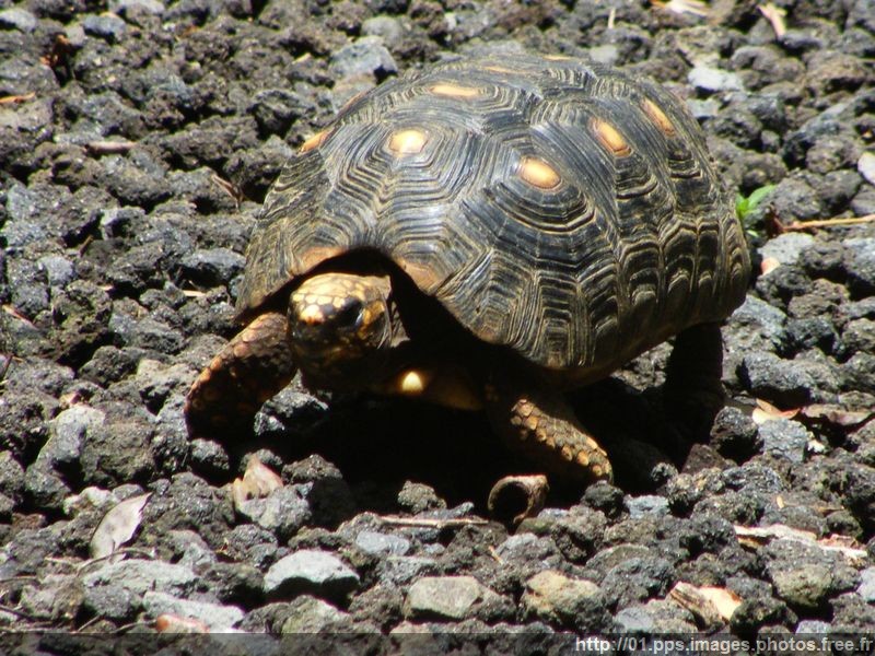 tortue