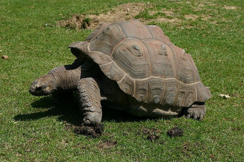 800px-tortue_geante_150_ans