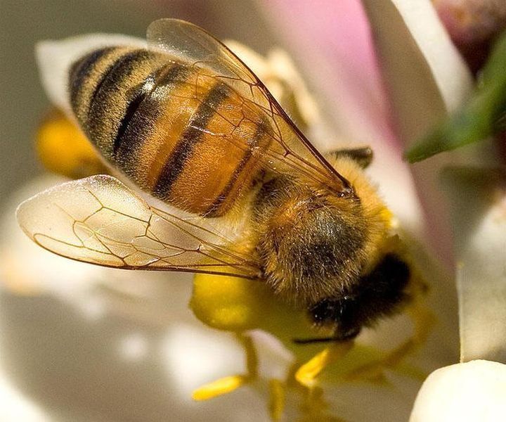 abeille_2a_trois_semai
