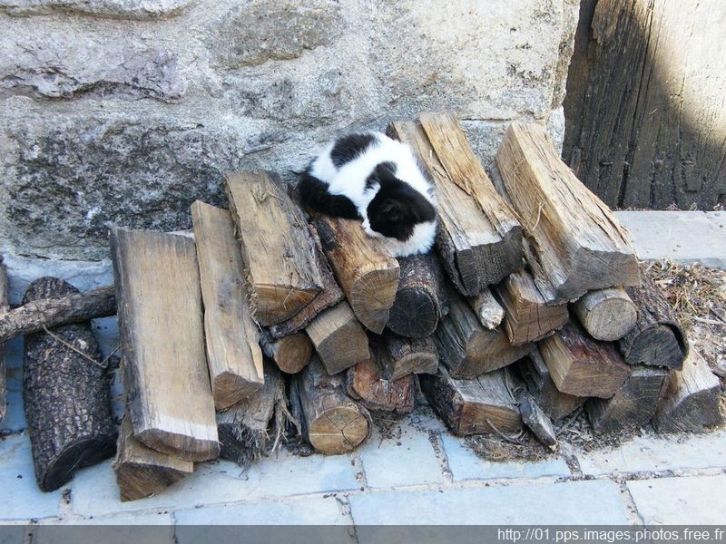 chat_sur_tas_de_bois