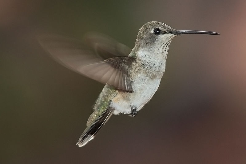 colibri_2_a3_ans