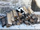 cliquez ici pour voir l'image (chat_sur_tas_de_bois.jpg)
