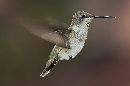 cliquez ici pour voir l'image (colibri_2_a3_ans.jpg)