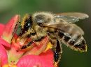 cliquez ici pour voir l'image (abeille.jpg)