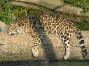 cliquez ici pour voir l'image (jaguar.jpg)