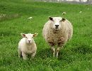 cliquez ici pour voir l'image (mouton.jpg)