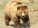 cliquez ici pour voir l'image (ours-brun.jpg)