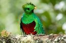 cliquez ici pour voir l'image (quetzal.jpg)