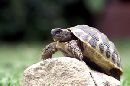cliquez ici pour voir l'image (tortue.jpg)