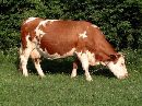 cliquez ici pour voir l'image (vache.jpg)
