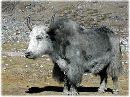 cliquez ici pour voir l'image (yak.jpg)
