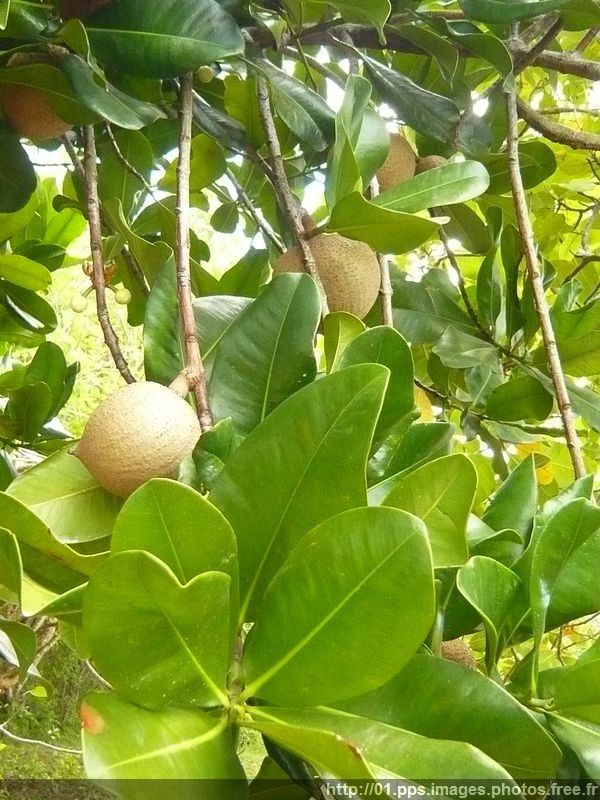 abricot_guadeloupe