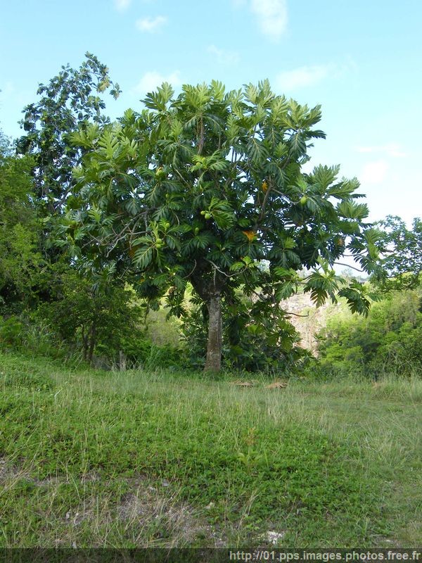 arbre_a_pain_01