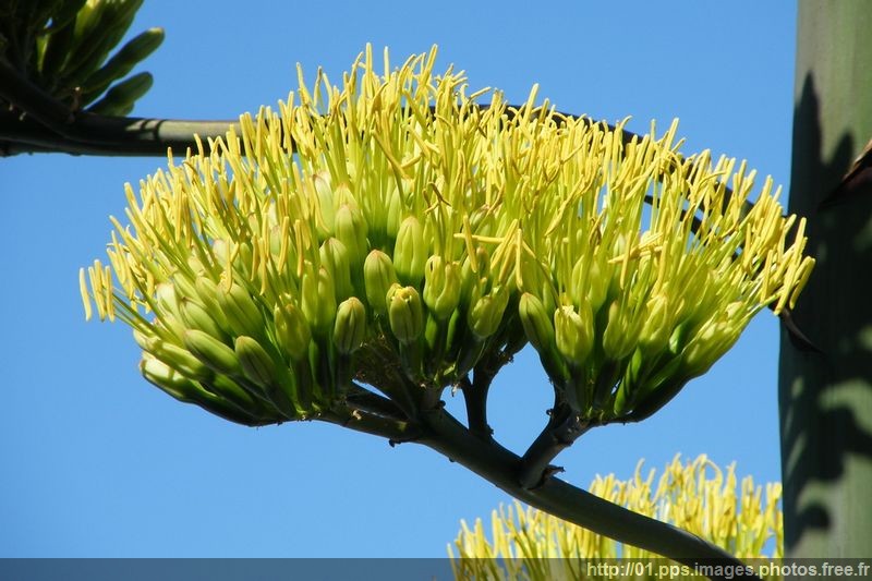 fleur_d_agave_001