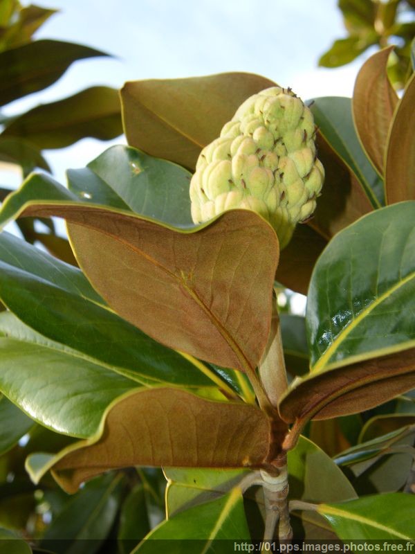 magnolia_001