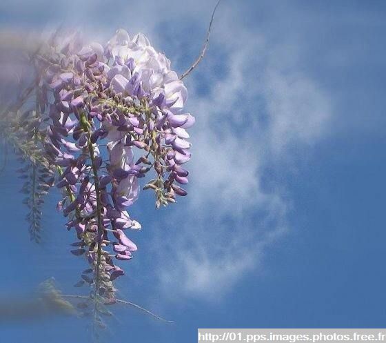 glycine