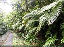 cliquez ici pour voir l'image (en_foret_tropicale_02.jpg)