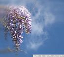cliquez ici pour voir l'image (glycine.jpg)