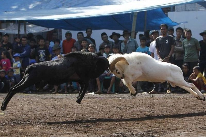 insolite_09